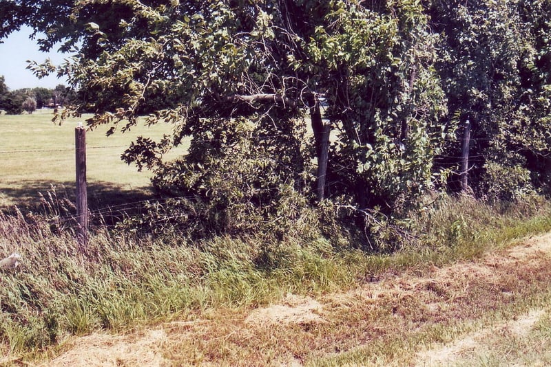 A few of the wooden light posts still lining the perimeter of the old drive-in