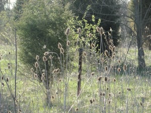 speaker pole remains in the field which is very overgrown