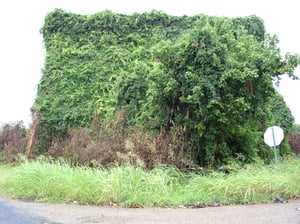 The back of the Screen, Covered in Vines...