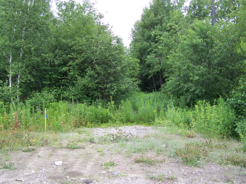 part of the entrance road; now mostly overgrown by trees.