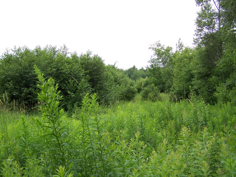 The former lot, now mostly overgrown.