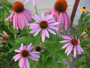 Cone Flowers