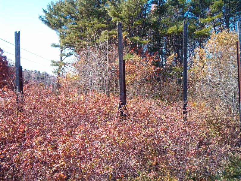 The remains of the marque poles