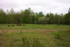 View of lot from approximate location of snack bar.