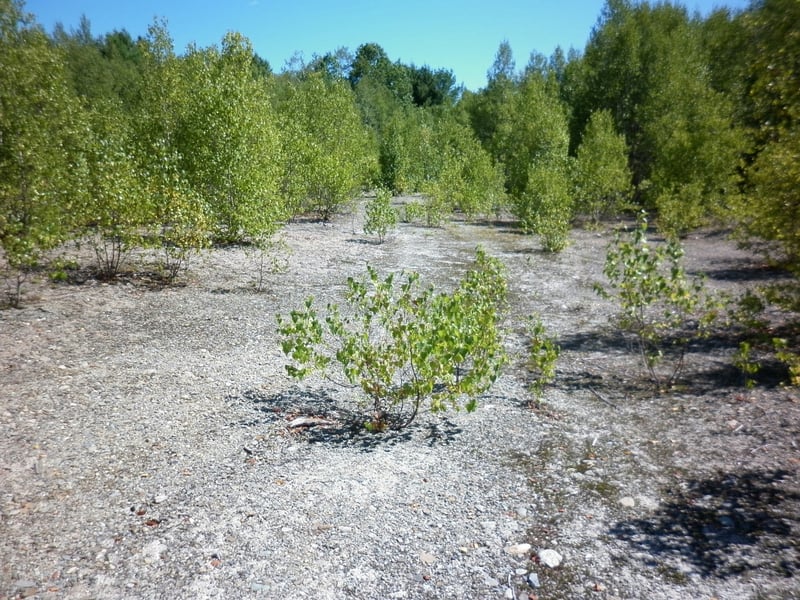 The field as it appears on a sunny day