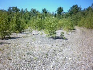 Young trees have grown on the field in the meantime