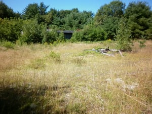 Field with overgrown concession building