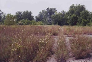 Overgrown field with parts of asphalt