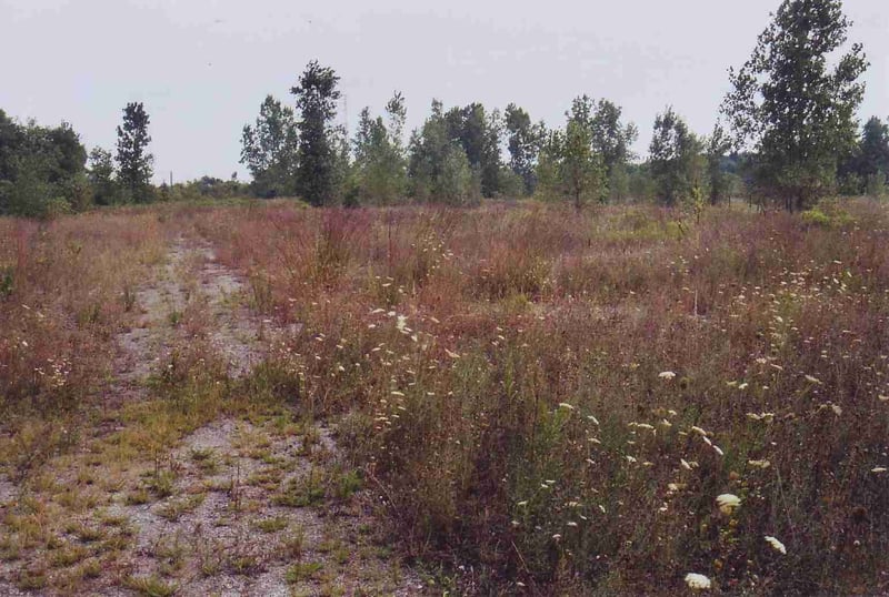 Part of exit road within the overgrown lot