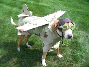 Dogs are regular patrons at the theatre. This one, flew-in to attend our halloween costume party