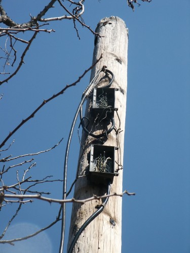 The original phone service for this drive-in located on one of several abandoned telephone poles still in place.