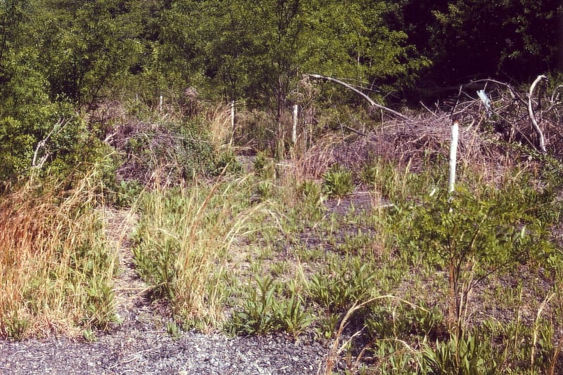 Extremely overgrown field