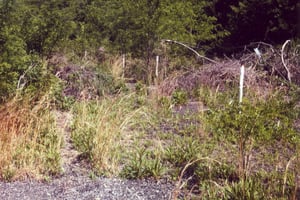 Extremely overgrown field