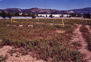 Overgrown field