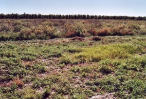 Overall view of former drive-in behind RV
Park