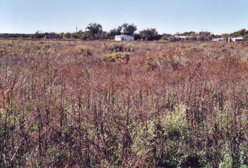 Heavily overgrown field with RV Park on the right