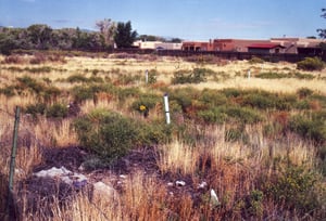 Squeezed between a trailer park and a housing area, I found a part of overgrown field