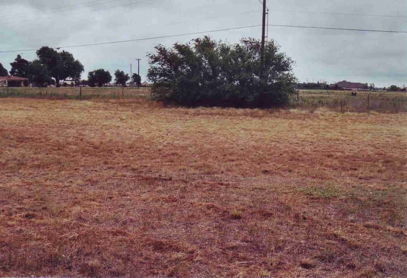 The screen on the east field used to stand at the spot of the bushes