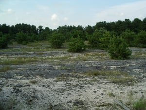 Sadly, weeds in the blacktop became twenty foot trees after almost three decades.