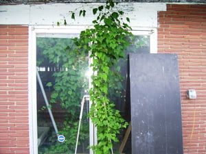 The double glass entrance doors on the left side of the concession stand are still intact, except for the large weed growing in front of it they look just as they did when the drive-in closed in 1987