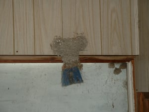 One of the birds nests inside the old ticket booth. Good use of a paint brush!!!