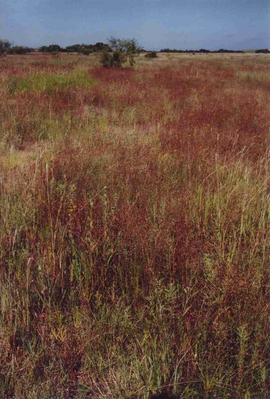 This used to be the entrance road which is almost unrecognizable. It went straight ahead to the right of the bush