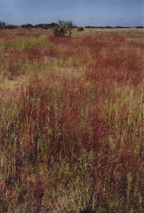 This used to be the entrance road which is almost unrecognizable. It went straight ahead to the right of the bush