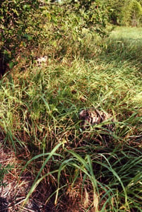 Remaining stumps of the screen tower left in the grass