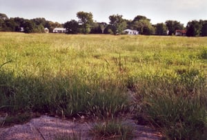 Field covered with dense grass