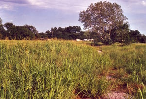 Grassy field