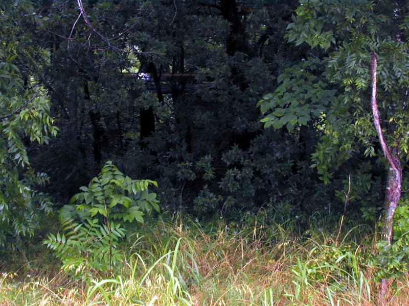 Concessions building barely visible through the woods