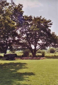 The screen used to stand where the ring of stones is today. The very kind owner of the property let me have a look into his backyard and explained me everything