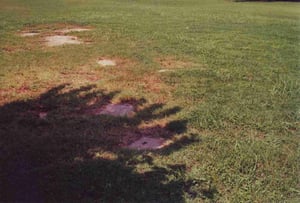 Faint remains of the snack bar. According to today's owner, there was only a small walk-up snack bar