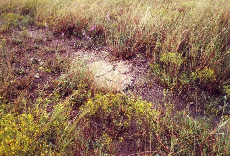 Portions of asphalt can still be found in the field