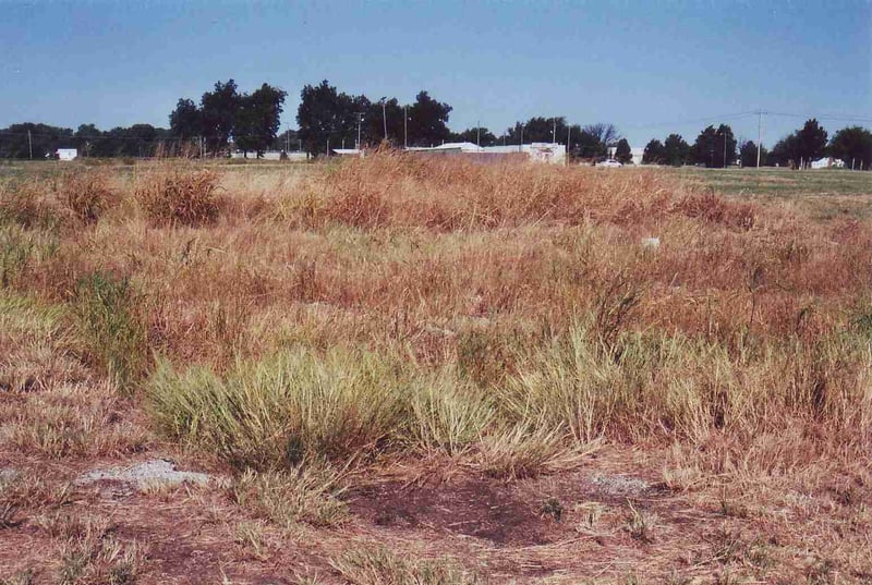 The area with the higher grass marks the spot where the concession building was standing