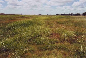 In the grass, a ramp can be seen bending to the right