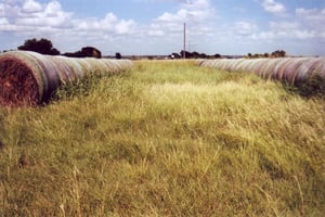 Instead of cars, rows of hay balls show the outline of the ramps today