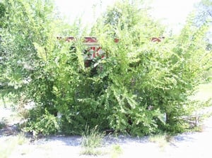 Ticket Booth now over grown with Trees. Water is standing inside the Booth.