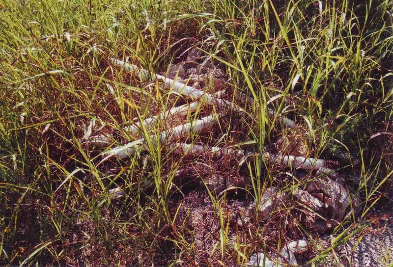 Pile of thrown away speaker poles