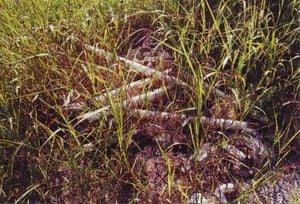 Pile of thrown away speaker poles