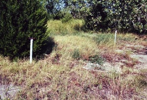 Speaker poles can be found throughout the forest