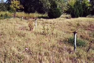 Row of speaker poles. I couldn`t find any traces of buildings or the screen, the whole area is immensely overgrown with prairie grass, bushes and trees