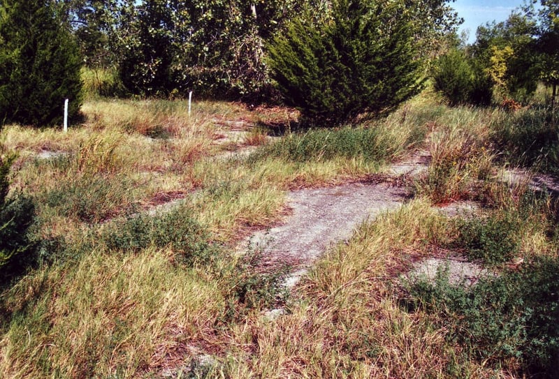 In some spots, the weeds couldn`t penetrate the asphalt of which portions are still in place