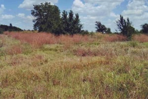 The concession building is hidden behind the trees