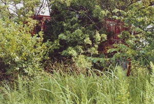 The overgrown marquee