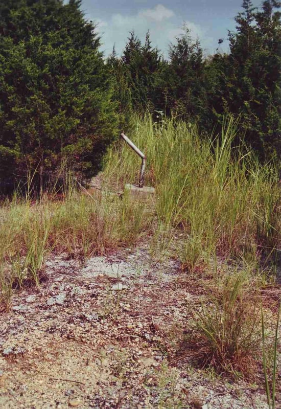 A lonely reminder of better times amidst the forest which has grown on the site