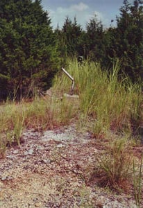A lonely reminder of better times amidst the forest which has grown on the site