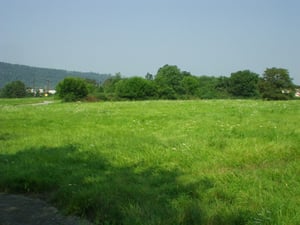 Photo of trees where the screen once was.