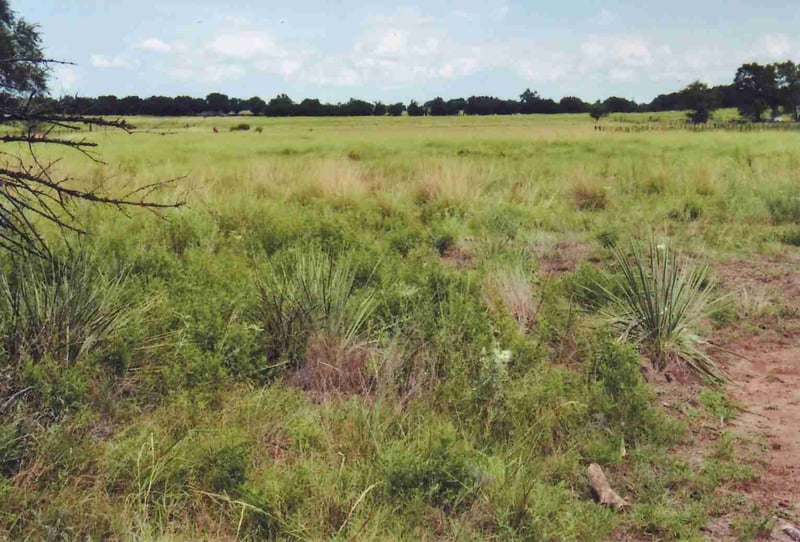 Field of the former drive-in. The screen location was in the left front corner.