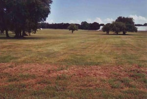 Picture of park